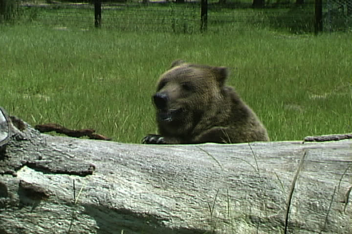 Kodiak Bear
