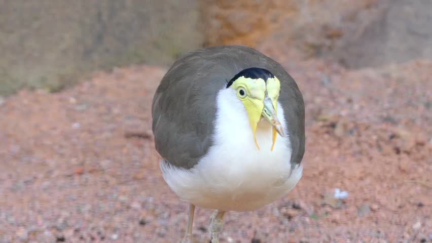 The masked lapwing (Vanellus miles), also known as the masked plover and often called the spur-winged plover, is a large, common and conspicuous bird native to Australia, New Zealand and New Guinea.