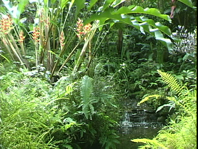 Jungle Pond, a Nature Video by WorldClips