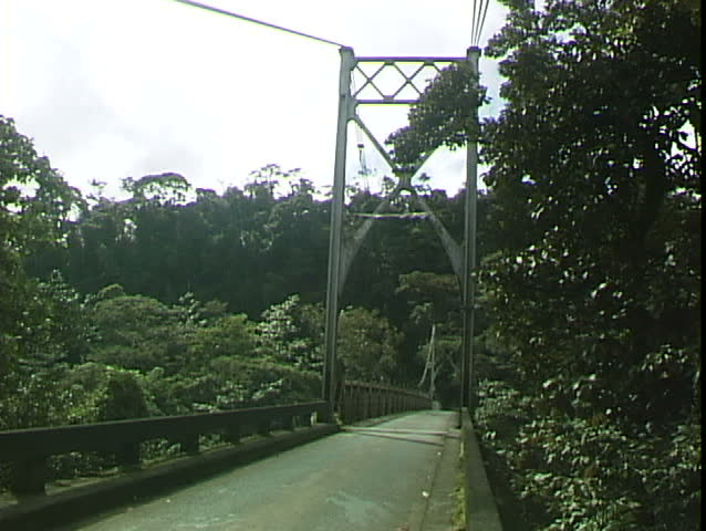 Jungle Auto Bridge