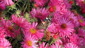 Red Admiral (Vanessa atalanta) sucks on the blossoms of asters
