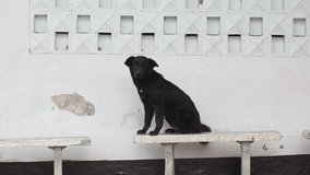 cute black dog sitting on a concrete bench 