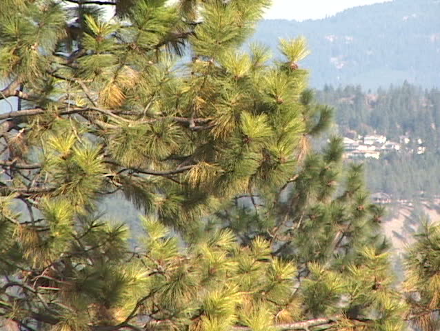 Lake Pines zoom