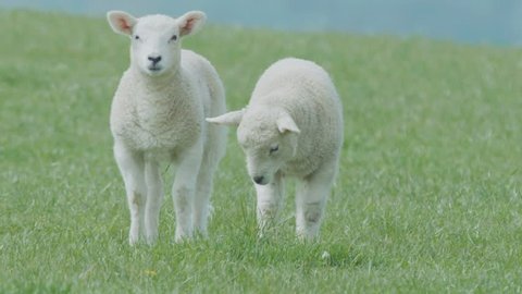 A group of sheep and lambs get grazed on fresh green meadow or field.  