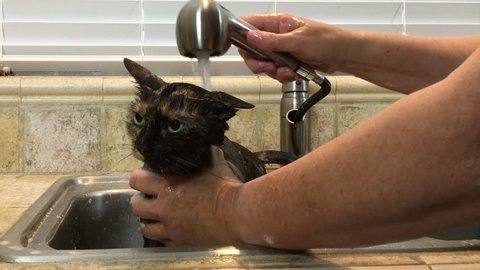 4K HD video of a Torbie Tourteshell cat in sink getting flea bath. Fleas and ticks are a common pest with household pets especially during the spring and summer.