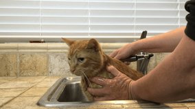 4K HD video of an orange tabby cat in sink getting flea bath. Flea seen on right ear during bath. Fleas and ticks are a common pest with household pets especially during the spring and summer.