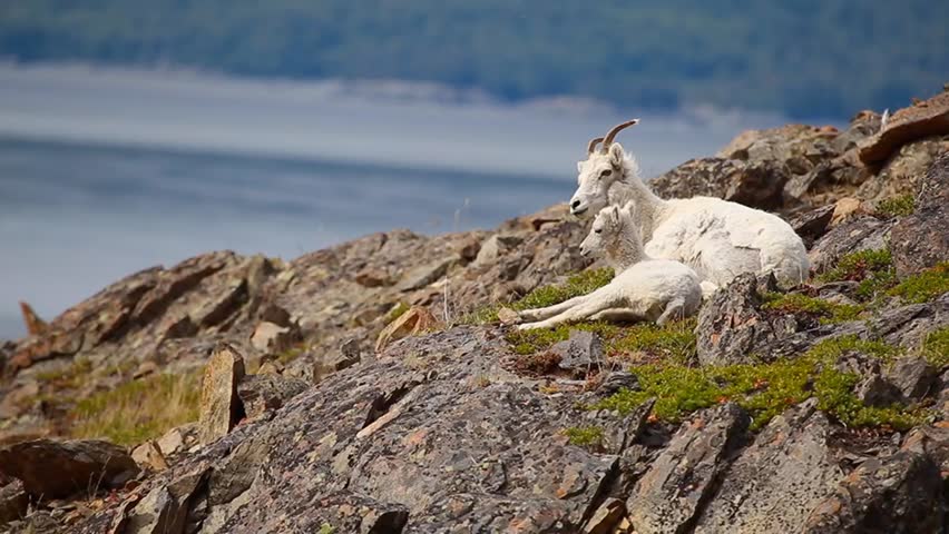 Mother and baby Dall Sheep bask in the sun on a warm summer day near Girdwood, Alaska