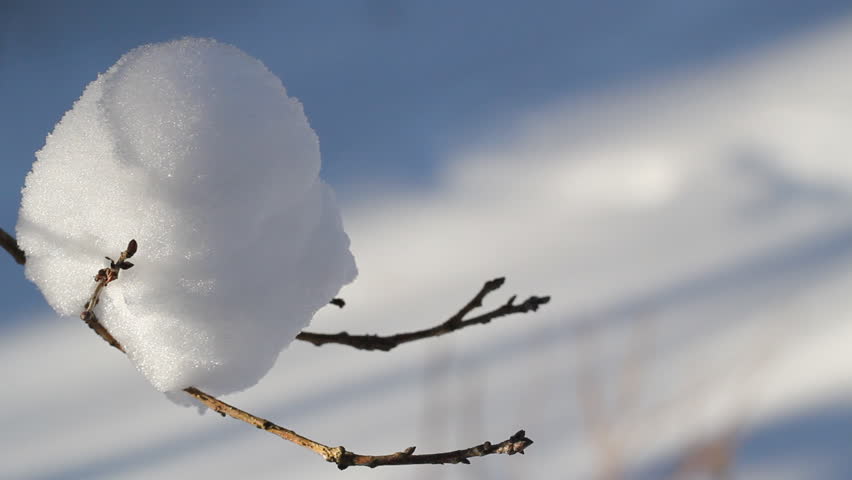 snow on a branch in the winter forest