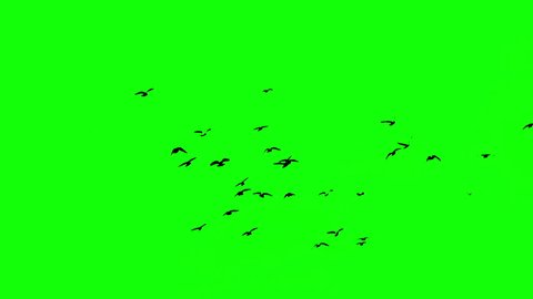 birds on the green screen