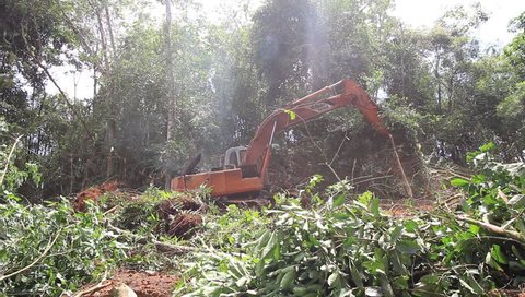KUCHING, MALAYSIA - OCTOBER 13 2016: Deforestation. HD Video of tropical rainforest in Borneo being destroyed to make way for oil palm plantation