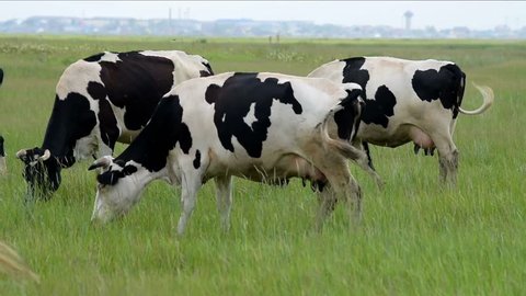 Holstein Dairy Herd Herd Holstein Cattle Stock Photo 156460079 ...