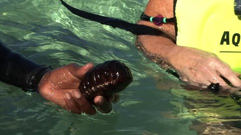Someone holding a Sea Cucumber 