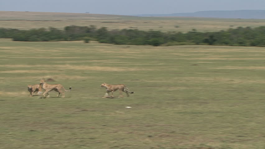 Two young Cheetah leap for joy after their mother's successful hunt in the Masai