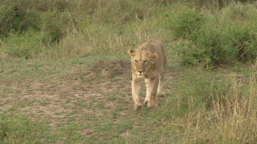 A Lioness walks toward the camera in the Masai Mara, Kenya, Africa.