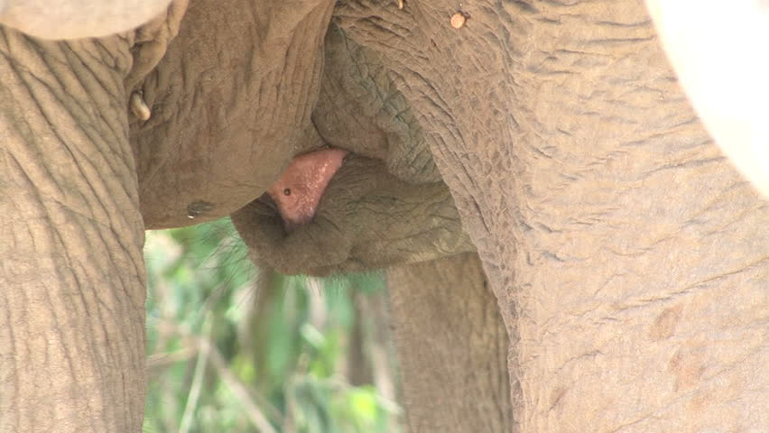 An extreme close up showing an elephant calf's tongue as it nurses at Lake