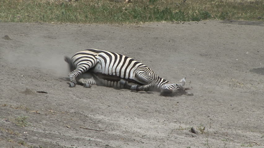 A Zebra rolls in the dirt in Tanzania, Africa.