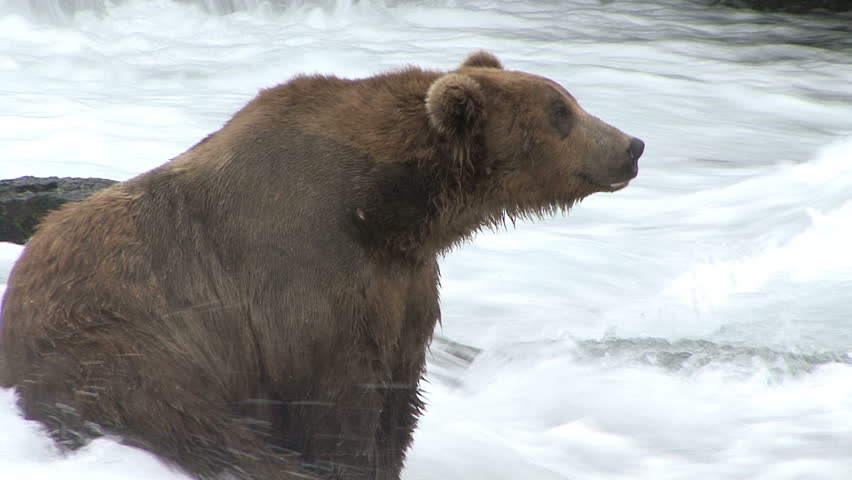 A Brown Bear sits midstream, on a rock, in fast water at at Brook Falls in