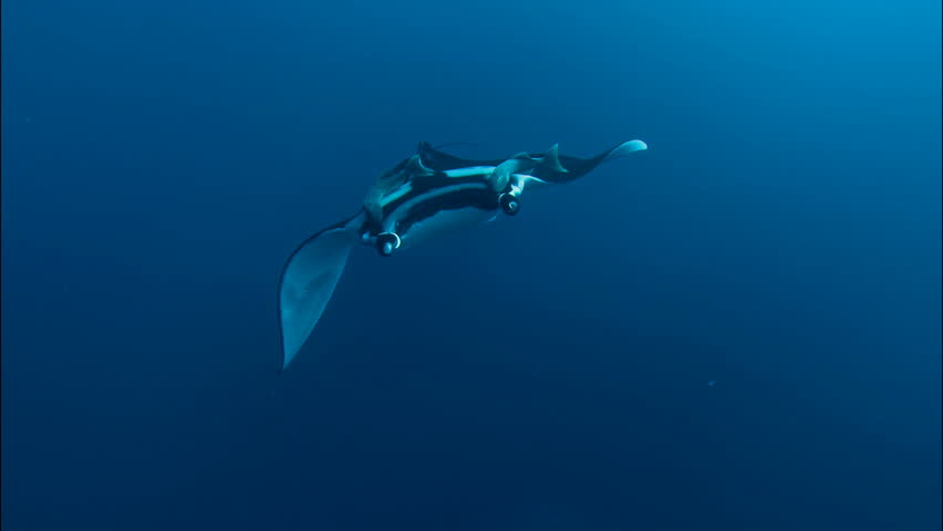 A manta at the Divespot Boiler at Socorro, Mexico. | Shutterstock HD Video #20432206