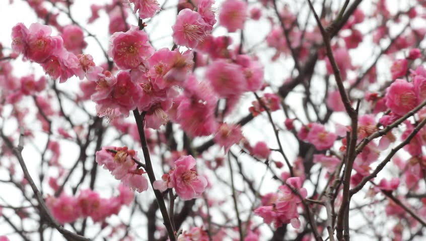 Video Stok plum blossom (100% Tanpa Royalti) 2043242 Shutterstock.