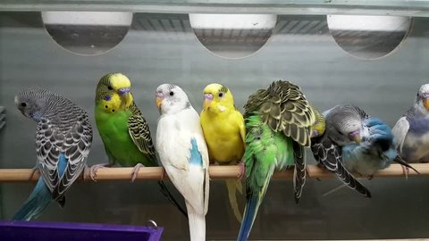 Parrots Sale Pet Shop Stock Footage Video (100% Royalty-free) 20432638 ...