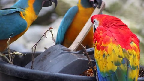Three Beautiful Parrots, Blue and Yellow Macaw and Scarlet Macaw Playing With a Brush and Flying Away
