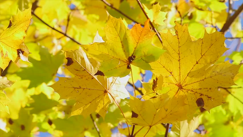 yellow maple leaves, autumn