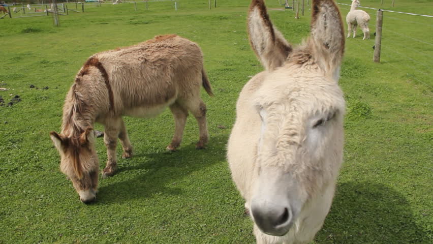 close up of donkeys in a field
