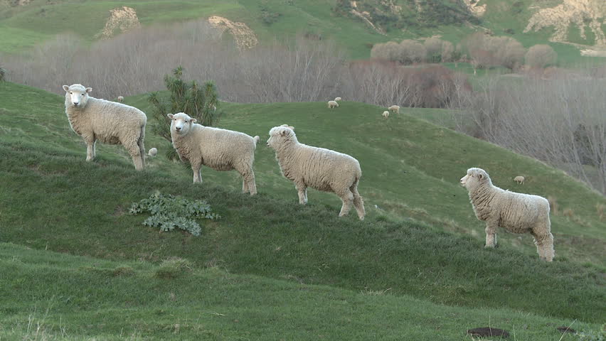 Four sheep on a hillside