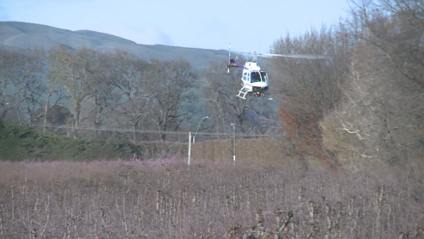 Helicopter spraying fungicides on an orchard