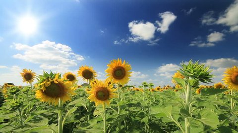 Sunflowers field in breeze on wind and clouds blue sky background.

