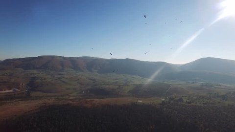 Aerial view on flock of  griffon vultures flying over the beautiful mountain river surrounded with autumn forest and mountains.