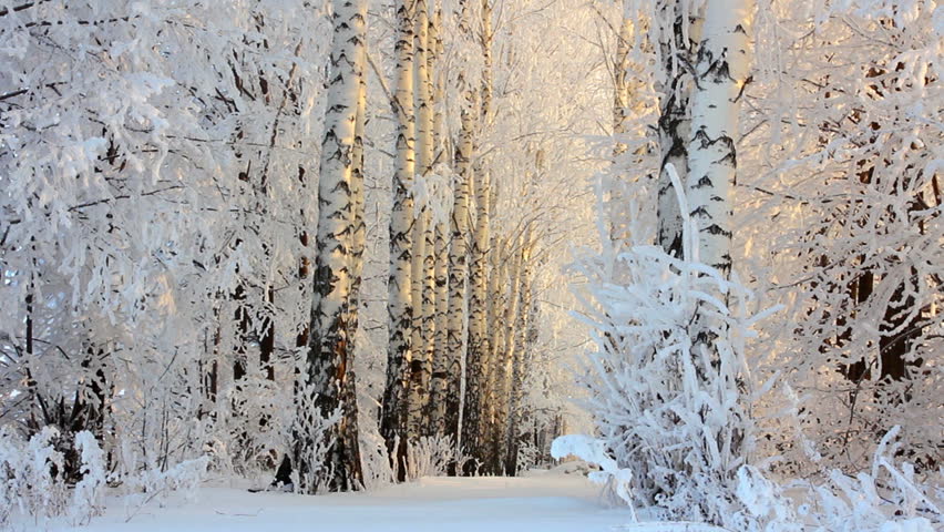 winter frozen birch woods in morning light
