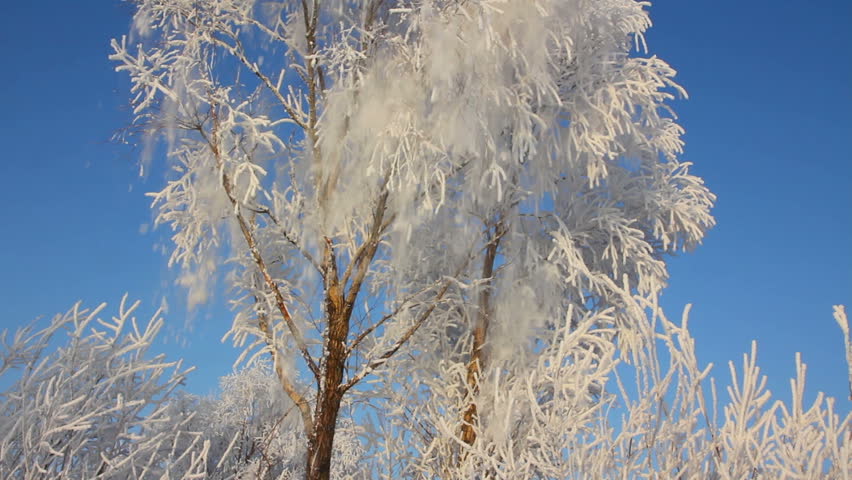 beautiful ice winter tree and snow falling