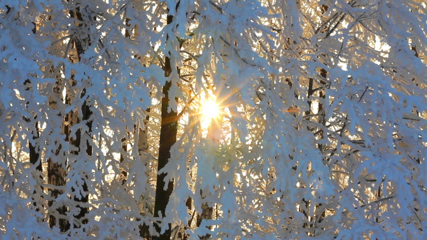 winter frozen birch woods and sun rising