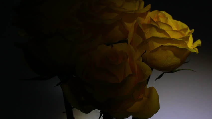 bouquet of yellow roses in spotlight