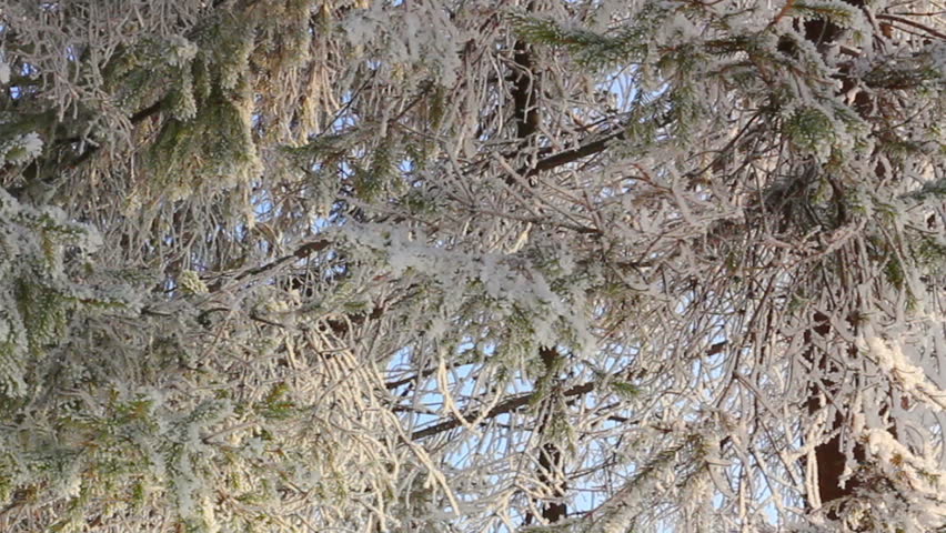 winter frozen branches