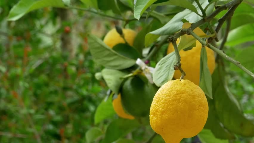 освежающий лимоны крупные на ветке фото хозяин садовод