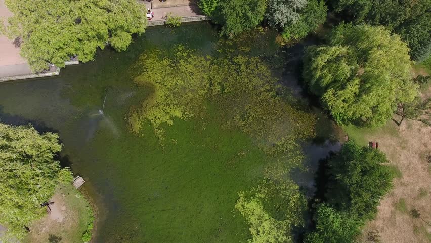 Marsh pond in a park