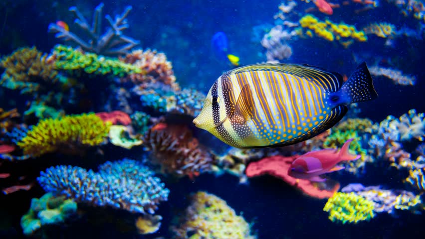 Colorful aquarium, beautiful parrot fish swimming in ocean corals. Slow motion 4K footage | Shutterstock HD Video #20448502