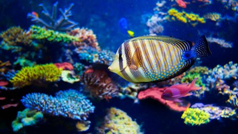 Colorful aquarium, beautiful parrot fish swimming in ocean corals. Slow motion 4K footage
