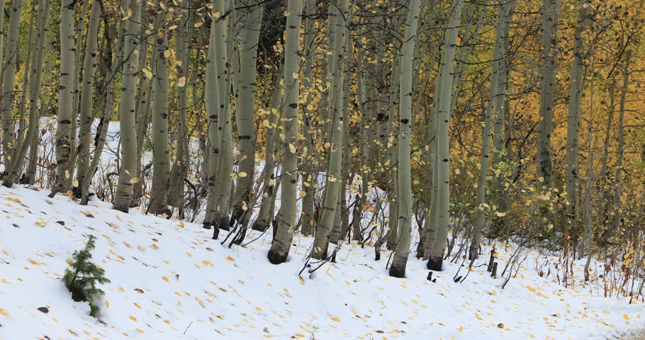Mountain snow yellow Aspen trees Winter autumn. Beautiful season Autumn fall colors in Aspen, Oak and Pine forest. Wasatch Mountains Manti La Sal Forest Utah. Golden yellow, golden, orange  leaves.