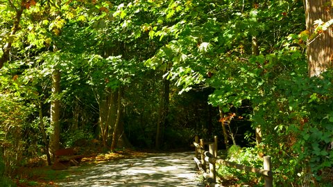 4K Nature Park, Gravel Walking Path, Green Trees and Forest Foliage