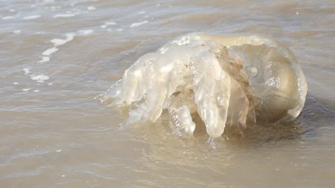 Scyphozoa phylum giant Cnidaria organism on sand 4K 2160p 30fps UltraHD footage - Dead true Jellyfish Medusozoa  as sign of global warming on the beach 4K 3840X2160 UHD video