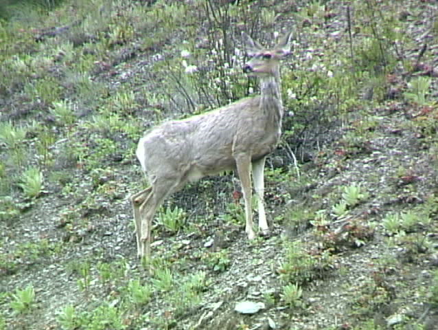 Mule Deer 2
