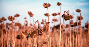Panorama of sunflowers field 4k video. Ripe dried helianthus harvest and straw after cropping. Rural agricultural landscape 