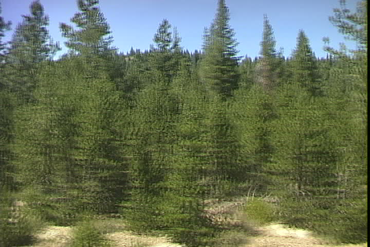 Mountain Pines 
