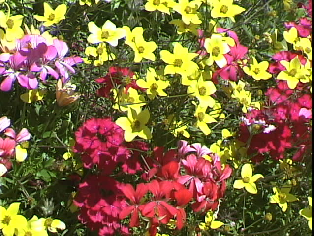 Mountain Flowers