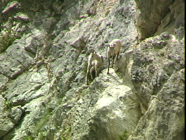 Mountain Goat