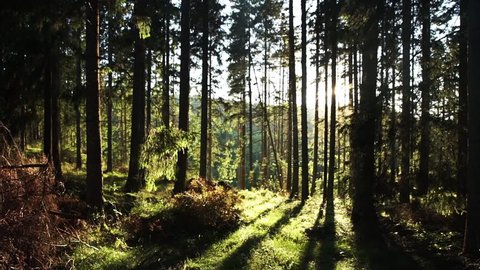Beautiful forest with afternoon sun