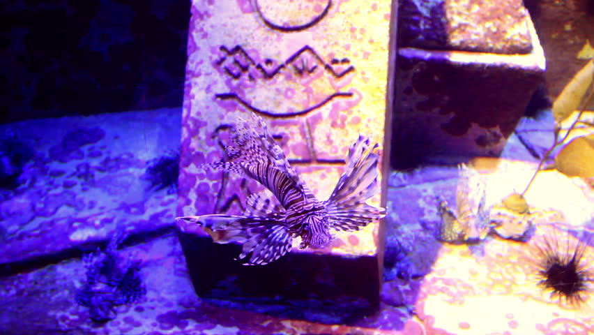 lionfish inside an aquarium, closeup
